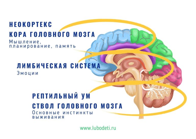 3 части мозга