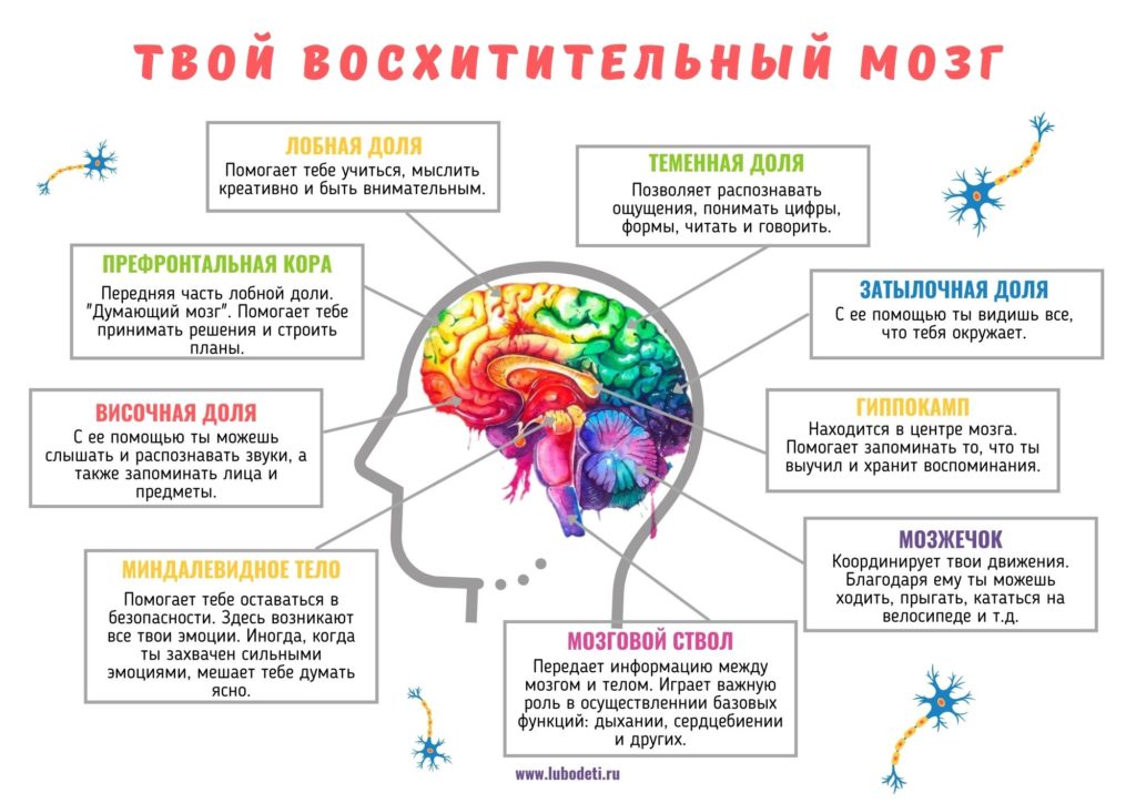 детям о нейропластичности: Схема мозга