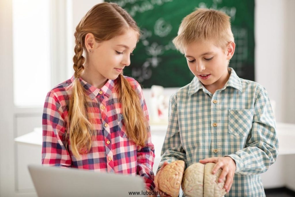 Дети изучают мозг