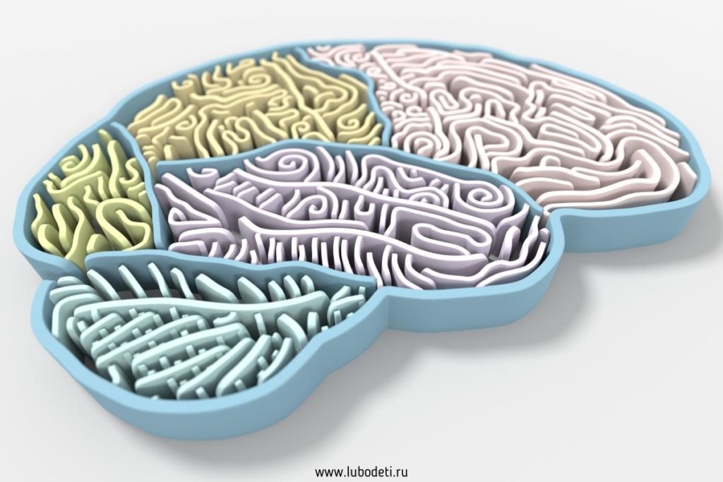 Детям о мозге: схематичное изображение мозга